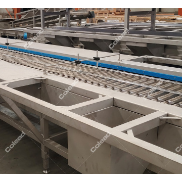 Round Vegetable Roller inspection for salad processing line