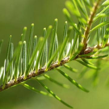 Óleo de abeto natural novo em preços em massa por atacado de poderoso náutral 100% puro