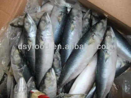 sea fish best seafood with fresh frozen mackerel fish/ pacific mackerel