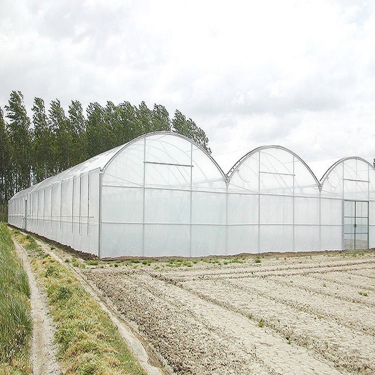 Skyplant Large Multi Span Greenhouse for Agriculture