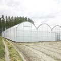 Skyplant lớn nhà kính đa nhịp cho nông nghiệp