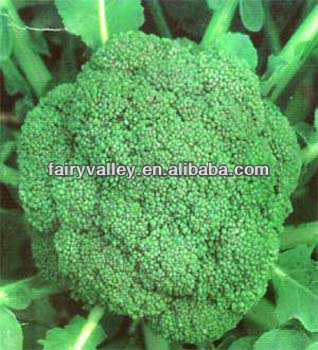 F1 Hybrid Green Comet Broccoli Seeds For Sale