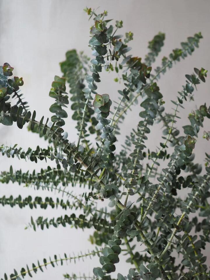 Small Leaf Eucalyptus Bunches Multi-Branched