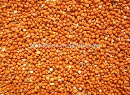 Red broomcorn millet