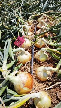 Mild Pungent Yellow Onion
