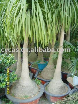 Beaucarnea recurvata