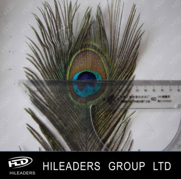 Natural Color Peacock Feather with Eye (RT018)