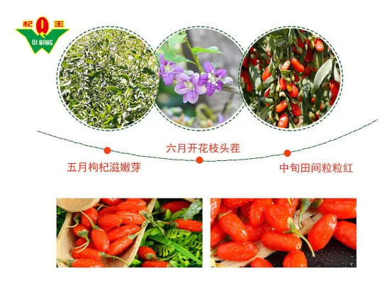 Free sample Organic Goji Berry