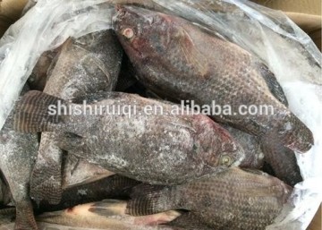 W/R frozen black tilapia in bulk for wholesaler