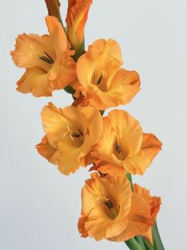 Premium Orange Gladiolus for Event & Wedding Decor