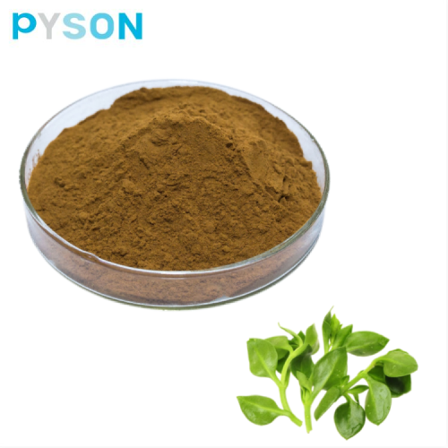 Andrographis Extract Andrographolide ≥ 20%