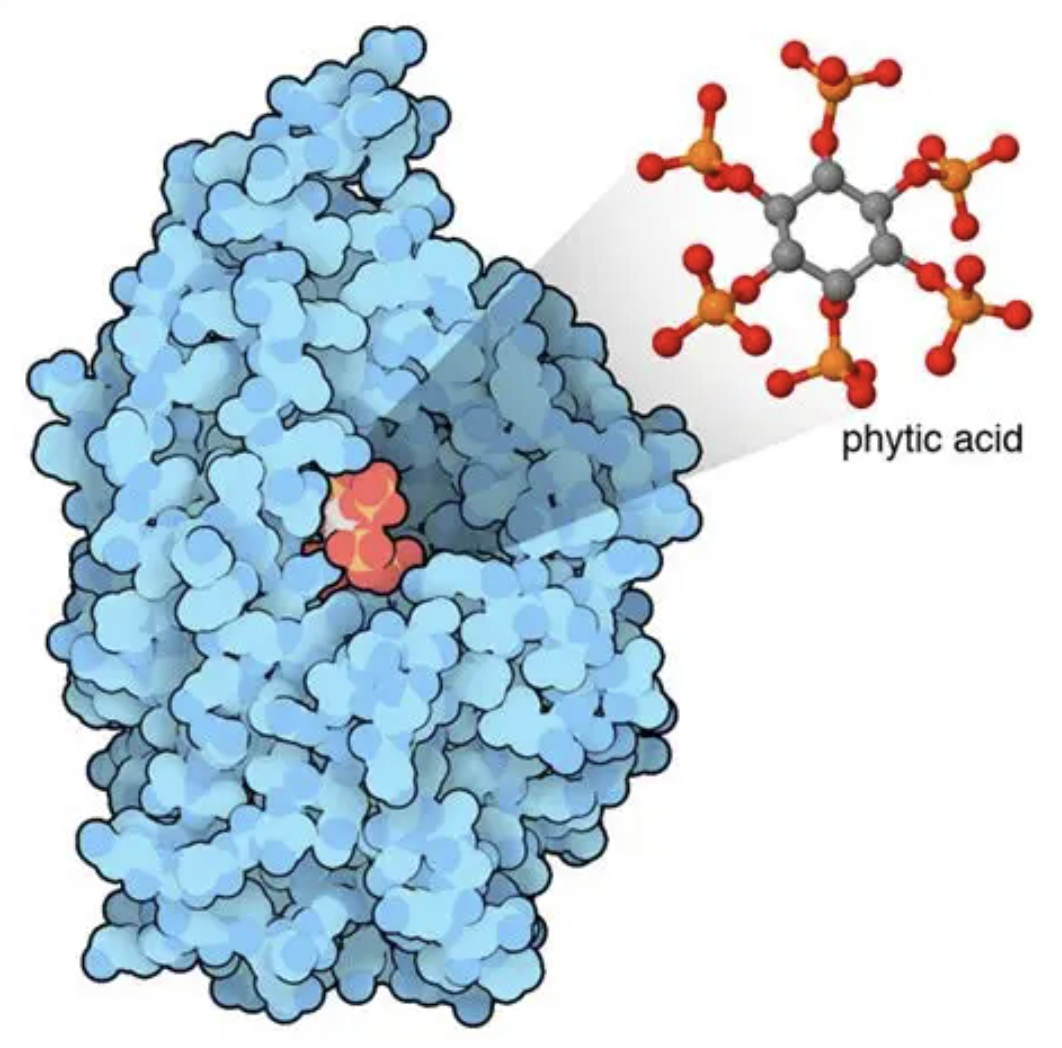 Phytase for Animal Feed