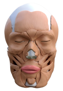 Character facial model - confidant