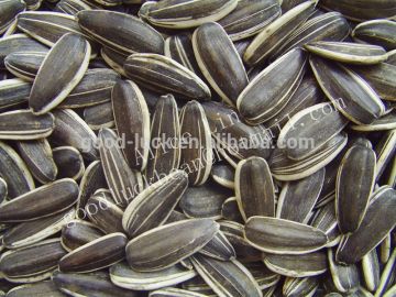 Drying Sunflower Seeds for Planting Sale