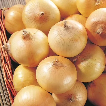 Red Onions Yellow Onions