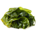 kelp Seaweed Extract kelp Extract
