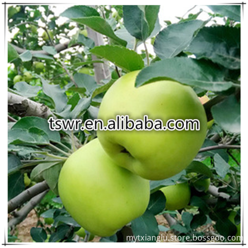 all varieties of new fresh fruits red fresh apples wholesaler