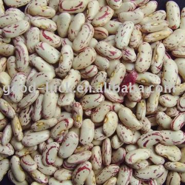 YIAN light speckled kidney bean
