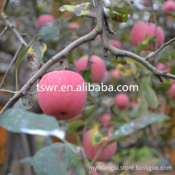 all varieties of new fresh fruits red fresh apples wholesaler