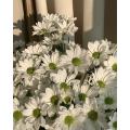 স্প্রে সাদা মাছ chrysanthemum