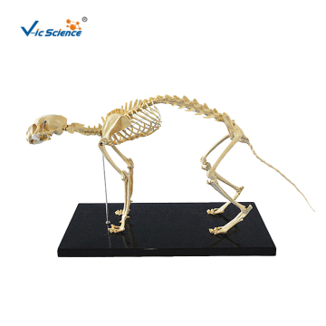 Cat Skeleton Medical Education Model
