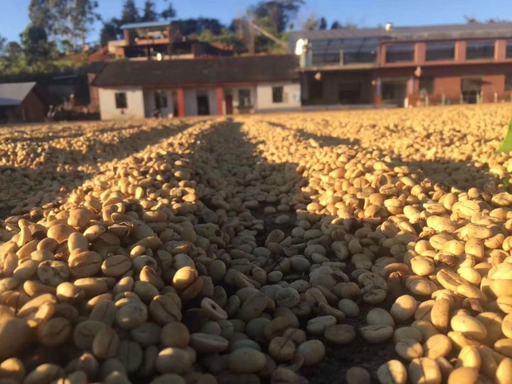 Kacang kopi arabica organik