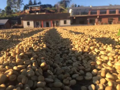 Organic Arabica Coffee Beans
