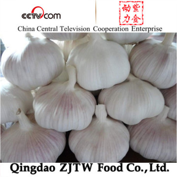 Chinese New Crop Garlics