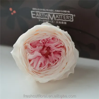 Wholesale European Style Real Flower Preserved David Austin Roses