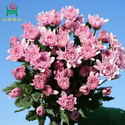 Hansung Multi-Color Spray Mums Flowers