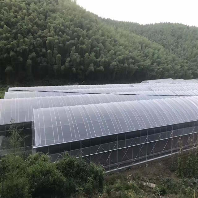 Single Span Plastic House Tunnel Greenhouse