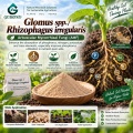 ريزوفاغوس غير النظامية و Glomus spp. ملقحات الميكوريزا لإدارة الجذور والتربة