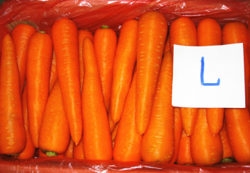 2014 Fresh Carrot (High Quality & Best Price)