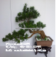 Japanese bonsai tree wholesales christmas bonsai tree