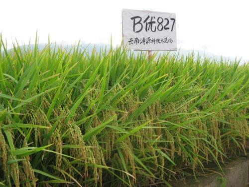 Υψηλής ποιότητας φυσικό ρύζι 827