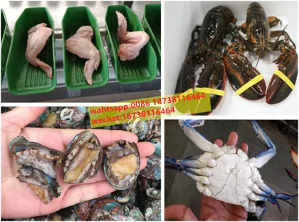 Rotary Lobster Weight Classifier and Sea Cucumber Abalone Sorting Scale for Sale
