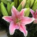 Sorbonne Lily গোলাপী ওরিয়েন্টাল লিলি একক মাথা ফুল