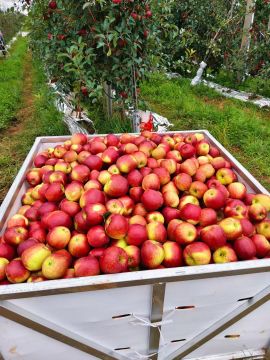 Nos fruits frais recommandés de Xiguo : pommes, grenades et fraises