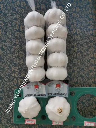 Fresh pure white /normal white chinese garlic