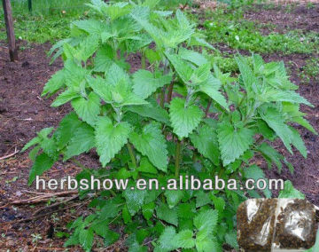 Herb seeds: Catnip Seeds