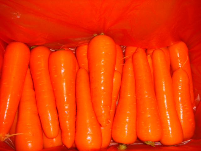 2014 New Crop Fresh Carrot