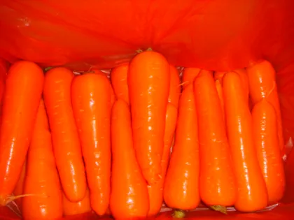 New Crop Fresh Carrot S Grade