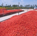 Fruitgroente tomatenpoeder maken machine