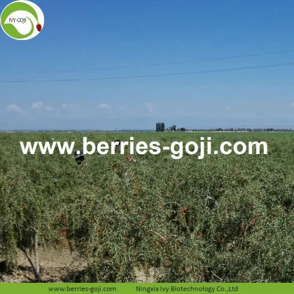 Factory Wholesale Fruit Best Quality Wolfberry