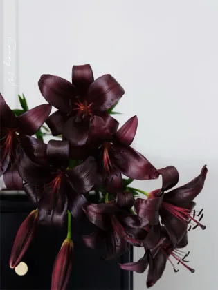 Black Knight Spray Lily