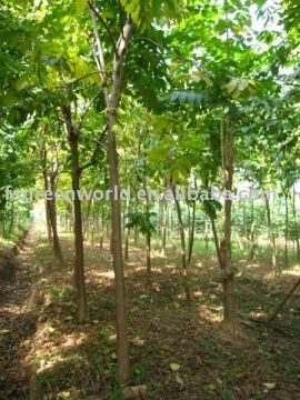 markhamia lutea nursery