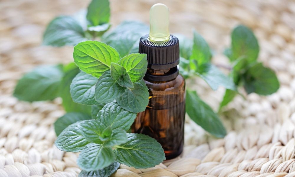 OEM Spearmint essential oil