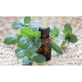 OEM Spearmint essential oil