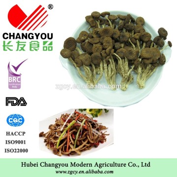 Nutrition light weight dried tea flower mushroom