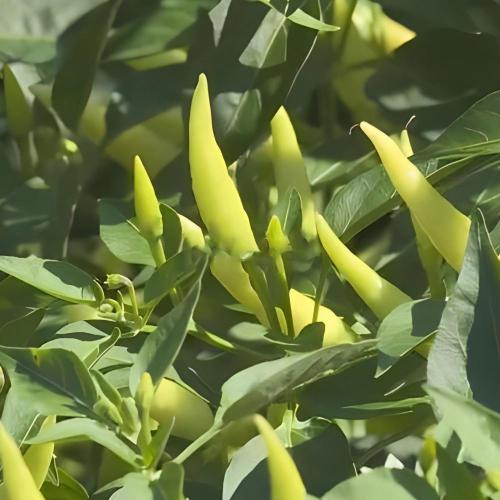 Kurutulmuş sichuan kırmızı biber